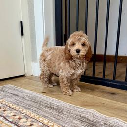 Mandarin - Red female Cockapoo puppy in Beresford, South Dakota from DAKOTA DOOD RANCH