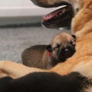 Chinook Puppies from Vanguard Chinooks