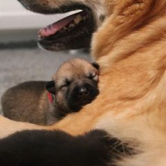 Chinook Puppies from Vanguard Chinooks