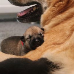 Chinook Puppies from Vanguard Chinooks