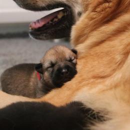 Chinook Puppies from Vanguard Chinooks