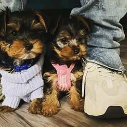 Yorkshire Terriers from Chiqueta's Yorkies