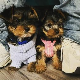 Yorkshire Terriers from Chiqueta's Yorkies