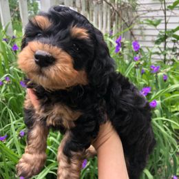 Leland - Phantom male Bernedoodle puppy in Mesick, Michigan from Minnie's UpNorth Doodles
