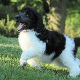 Poodle Puppies from Chapel Hill Poodles