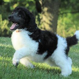 Poodle Puppies from Chapel Hill Poodles