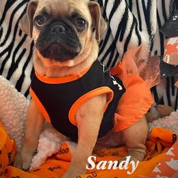 Sandy - Fawn female Pug puppy in Hesperia, California from Amatskennel - Stubby Tails Ranch