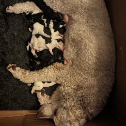 Poodle Puppies from New Hope Standard Poodles