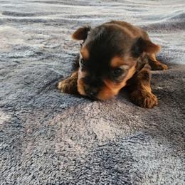 Girl 2 - Black and tan female Yorkshire Terrier puppy in Madison, North Carolina from Angie's Yorkies
