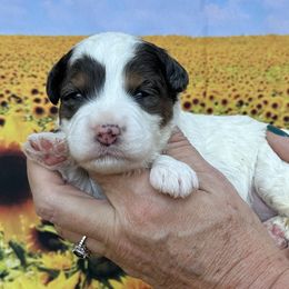 Hazel - Tri-color female Bernedoodle puppy in Newnan, Georgia from Wagging Tailz Pups
