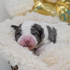 Border Collie and Bordoodle Puppies from Oregon Bordoodles