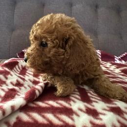 Rose - Red  female Poodle puppy in California from Central Valley Scotties