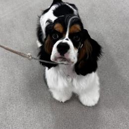 Cocker Spaniel Puppies from Arquivolta Kennel