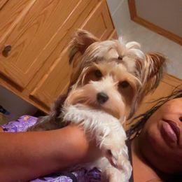 Princess Onyx - Yorkshire Terrier