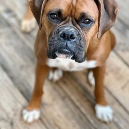 Boxer All Grown Up from Stephanie Warmoth's Boxers