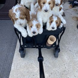 Goldendoodle Puppies from Kennedy Doodles
