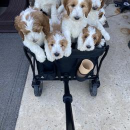 Goldendoodle Puppies from Kennedy Doodles
