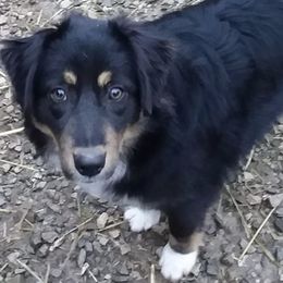 Australian Shepherds from Hillside Aussies