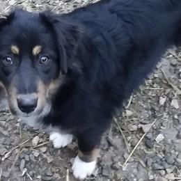 Australian Shepherds from Hillside Aussies