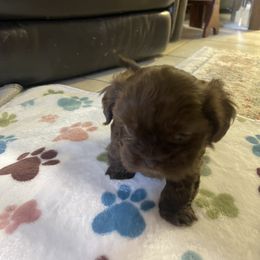 Shih Tzu Puppies from Little Mil’s Shih Tzus