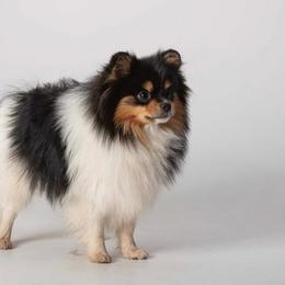 Sebastian - Pomeranian