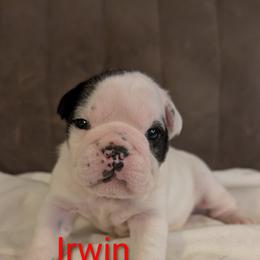 Bulldog Puppies from Shirley EB