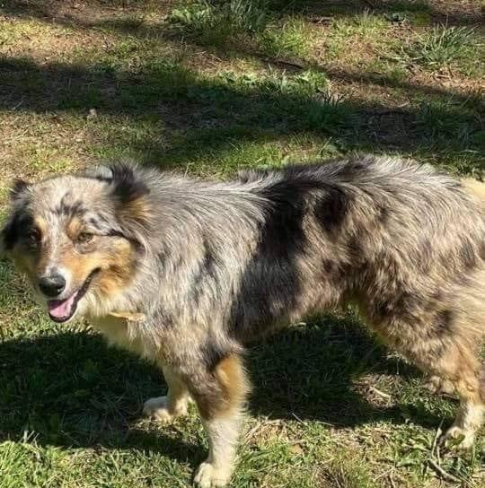 Jellico Creek Poodles in Kentucky Poodle and Aussiedoodle puppies