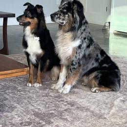 Australian Shepherd puppies from Fat-Bottom Farms