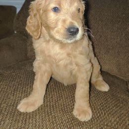 Nellie - Cream Goldendoodle puppy in Hudson, Florida from Can Do It Dogs