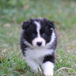 Hero - Black male Border Collie puppy in Tylertown, Mississippi from Cool Meadow Farms