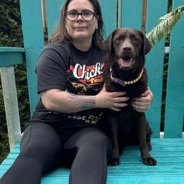 Labrador Retriever Puppies from Rose Gold Retrievers