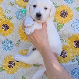 Boy 4 - Light golden male Golden Retriever puppy in Webberville, Michigan from All by grace goldens