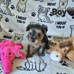 Yorkshire Terrier Puppies from Kathryn's Yorkies