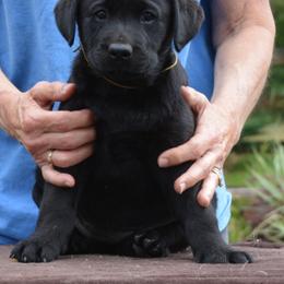 Labrador Retriever Puppies from SciFi Labradors