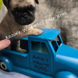 Kiwi - Fawn female Pug puppy in Janesville, Wisconsin from Annie's Willow Hill Pugs