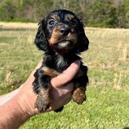 Jet - Black and tan male Dachshund puppy in Milroy, Pennsylvania from Not Your Average Weiner