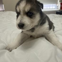 Girl 1 - Black and white female Siberian Husky puppy in New York, New York from Riri’s Huskies