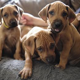 Rhodesian Ridgebacks from Allegro Rhodesian Ridgebacks