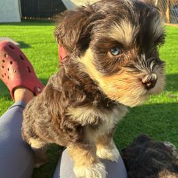 Delilah - Liver female Miniature Schnauzer puppy in Hemet, California from Journee Home Mini Schnauzers