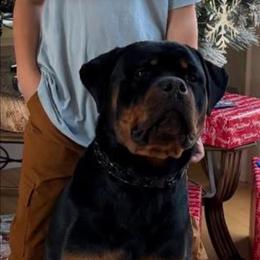 Panzer - Black and mahogany male Rottweiler puppy in Chardon, Ohio from CG Rottweilers