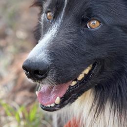 Border Collies and Miniature Schnauzers from Circle R Sidney