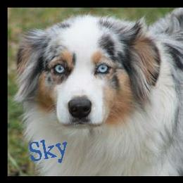 Sky - Australian Shepherd
