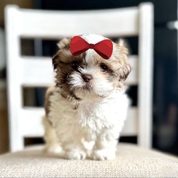 Girl 2 - Liver and white female Shih Tzu puppy in Seguin, Texas from Dolled Up Shih Tzus