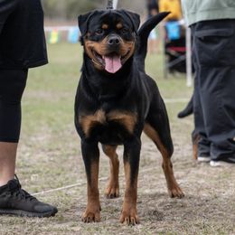 Nihla - Rottweiler