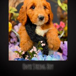 Bernedoodle, Goldendoodle, Golden Retriever, and Poodle Puppies from Red String Farmstead