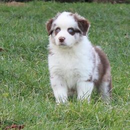 Australian Shepherd and Toy Australian Shepherd Puppies from Little Creek Ranch