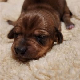 Pumpkin - Red female Dachshund puppy in Anaconda, Montana from Williams Family Dachshunds