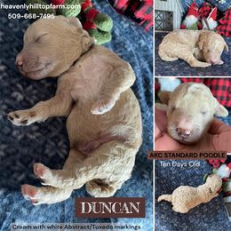 DUNCAN - Brown Collar Boy - Cream male Poodle puppy in Charlo, Montana from Heavenly Hilltop Farm