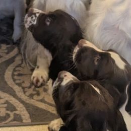 English Cocker Spaniels and English Springer Spaniels from Shogun Spaniels