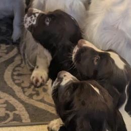 English Cocker Spaniels and English Springer Spaniels from Shogun Spaniels
